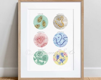 Canine Parasites Collection, Science Art, microbiology print, Veterinary decor, Dog Parasites art, Parasitology poster