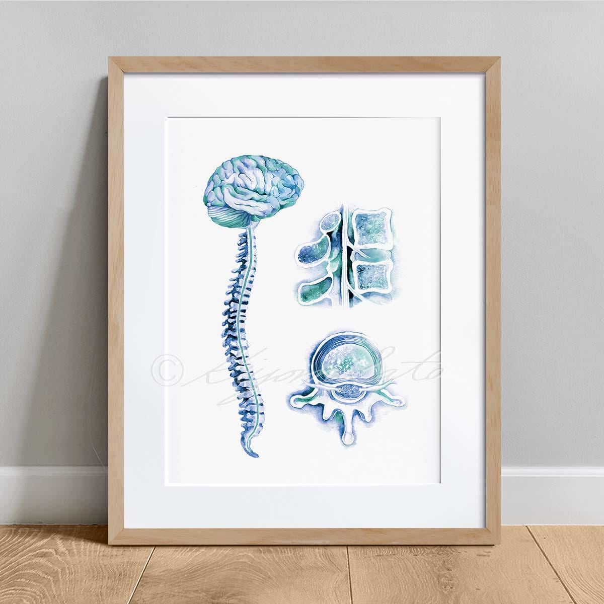 Brain and Spinal Cord Art Print Orthopedics Wall Decor, Physical ...