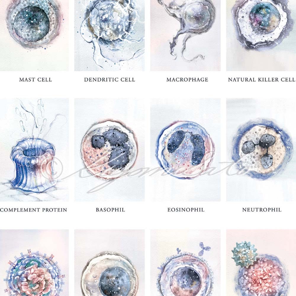 Watercolor Immune System Art Print, White Blood Cell Poster - Etsy
