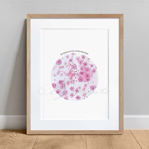 May include: A framed illustration of Streptococcus pneumoniae bacteria, a type of bacteria that can cause pneumonia. The bacteria are shown in pink and red clusters against a white background. The text "Streptococcus pneumoniae" is written at the top of the image.