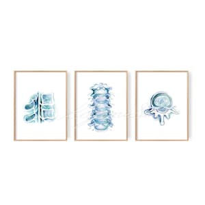 Spinal Nerves Art Posters Set of 3, Orthopedics Art Collection, Science Art Posters, Vertebra Anatomy Art Prints, Physical Therapy Gift