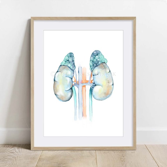 Adrenal Gland Watercolor Art Print, Biology Science Poster - Etsy
