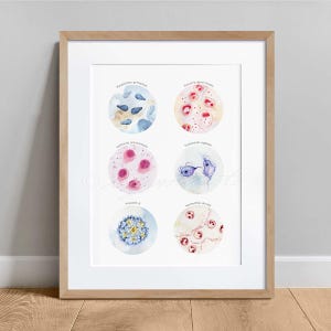 May include: A framed print featuring six watercolor illustrations of microscopic organisms. Each circular image displays a different organism, with labels in a handwritten font. The color palette includes blues, pinks, and yellows, set against a white background.