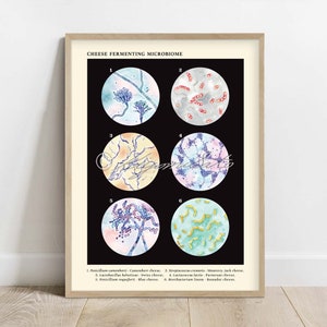 Cheese Fermenting Microbiome Collection Vintage Style Poster, Bacteria Fungi Microbiology print