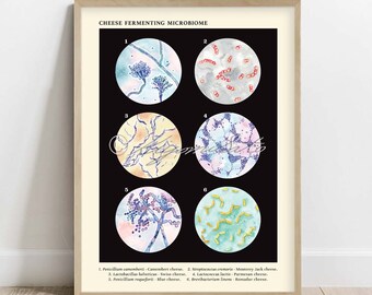 Cheese Fermenting Microbiome Collection Vintage Style Poster, Bacteria Fungi Microbiology print