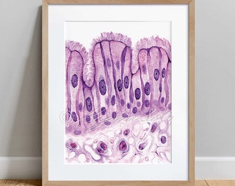 May include: Microscopic image of a cross-section of human tissue, showing a purple-stained epithelial layer with multiple nuclei.