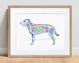 Lámina artística en acuarela del sistema esquelético canino, decoración veterinaria