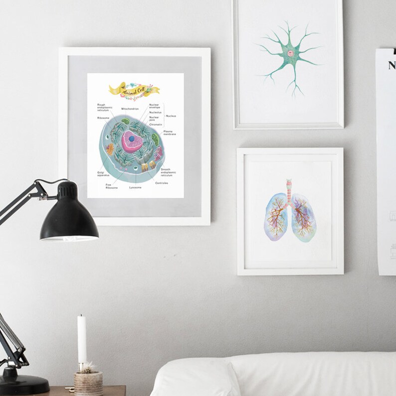 Animal Cell Cross Section Poster, Science Art, print, Microbiology, molecular biology art image 5