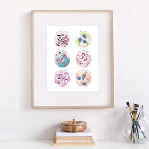 Puede incluir: Una impresi&oacute;n enmarcada con seis c&iacute;rculos ilustrados que representan diferentes tipos de bacterias. Cada c&iacute;rculo tiene un t&iacute;tulo y una imagen microsc&oacute;pica de la bacteria. La impresi&oacute;n est&aacute; sobre un fondo blanco y est&aacute; enmarcada en un marco de madera claro.