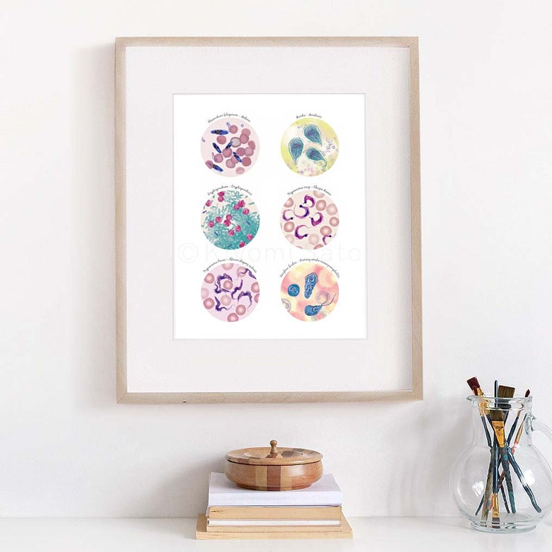 Puede incluir: Una impresi&oacute;n enmarcada con seis c&iacute;rculos ilustrados que representan diferentes tipos de bacterias. Cada c&iacute;rculo tiene un t&iacute;tulo y una imagen microsc&oacute;pica de la bacteria. La impresi&oacute;n est&aacute; sobre un fondo blanco y est&aacute; enmarcada en un marco de madera claro.
