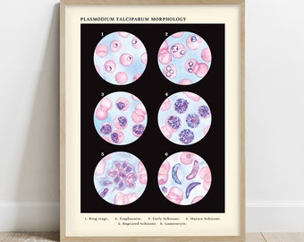 Plasmodium falciparum Morphology, Vintage style science Art Print, parasite poster, 8 x 10 in, 11 x 14 in, 12 x 16 in