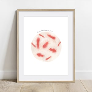 May include: A framed illustration of Clostridioides difficile bacteria. The bacteria are depicted in a circular shape, with a white background and red-colored bacteria.