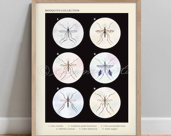 Mosquito Collection Vintage Style Poster, Veterinary Art Print, Vector Science Poster, Watercolor Mosquito Print