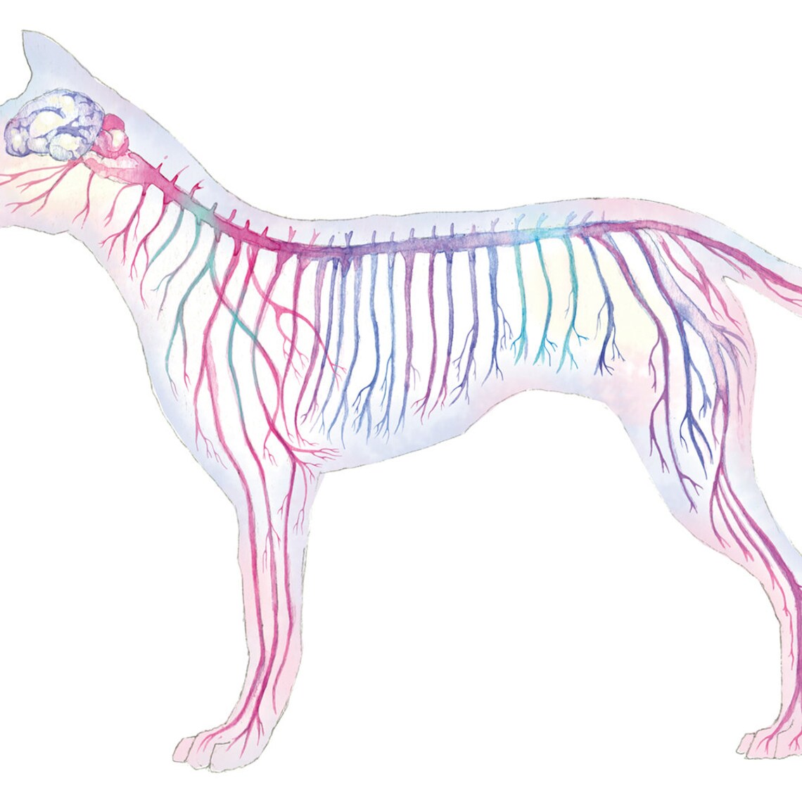Curated visual reference: Visual Reference: Canine Nervous System Magenta Vertical Science Art Poster