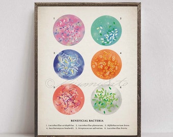 Beneficial Bacteria Collection, Old Academia Style Science Art, Probiotics Print, Microbiology Decor