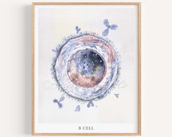 B Cell, Antibodies Adaptive Immunity Art Print, Antibodies White Blood Cell Microbiology Immunology Immune System Defensive Cell Poster