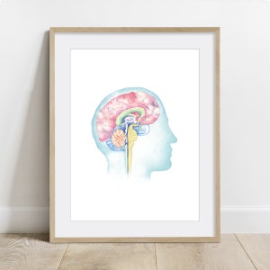 May include: A detailed illustration of the human brain, showing the different lobes and structures. The brain is depicted in a side profile, with the left side of the brain visible. The illustration is done in a watercolor style, with soft colors and delicate lines.