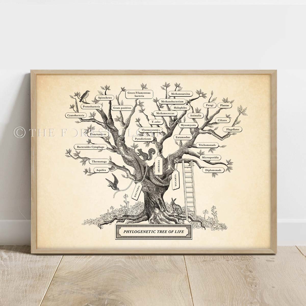 Per quanto riguarda le persone indigeno shampoo tree