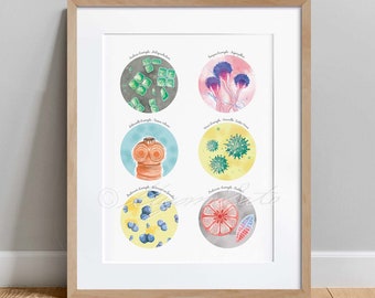 Six Types of Microorganisms Examples, Molecular biology, Microbiology Poster, Science Art print