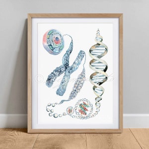 Cell to DNA Art Print, Chromosomes Art Poster, DNA, Genetics Art Decor, Science Microbiology Print, Biology wall decor