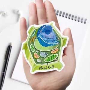 Plant Cell Cross Section Vinyl Sticker, unique science decal, microbiology, biology, laptop sticker