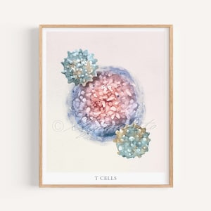 May include: A watercolor illustration of T cells, a type of white blood cell that plays a key role in the immune system. The illustration shows three T cells, with one large cell in the center and two smaller cells on either side. The cells are depicted in shades of blue, green, and pink.
