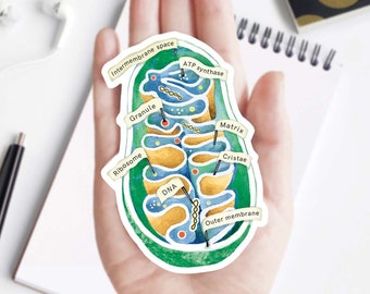 Mitochondria Vinyl Sticker, unique decal