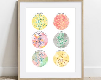 Necrotizing fasciitis Collection, Microbiology Poster, Science Art, Biology print, wall decor