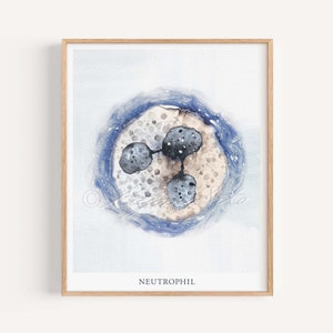 Neutrophil Art Print, White Blood Cell, Microbiology Cytology Poster - Etsy