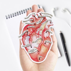 Anatomical Human Heart Vinyl Sticker, unique decal