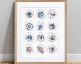 Immune System Collection Art Print, Immunology Poster White Blood Cell Microbiology Defensive Cell Science Innate Adaptive Immunity Poster