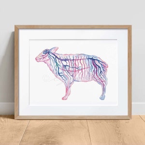 Sheep Nervous System, Magenta Horizontal Science Art, Veterinary decor, Sheep Anatomy biology print