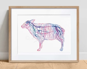 May include: Watercolor painting of a sheep with a detailed illustration of its internal vascular system in shades of pink, blue, and purple.