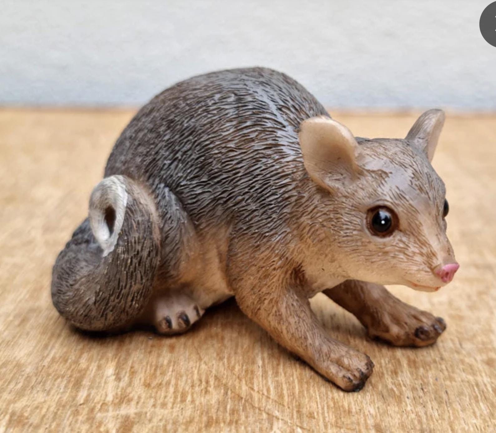 Ringtail Possum Australia