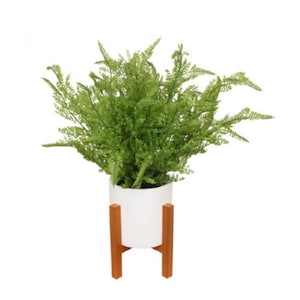 42cm Fern in White Pot on Wooden Stand - Artificial Plant Decor - 2 Asstd