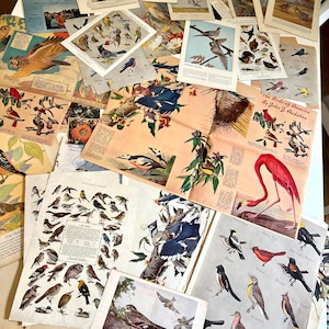 May include: A collection of vintage bird illustrations and prints, featuring various species in vibrant colors. The prints include detailed drawings of birds, some with botanical elements, and text. The layout is a mix of sizes and styles, creating a visually rich display.