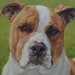 see more listings in the Dog portrait paintings section