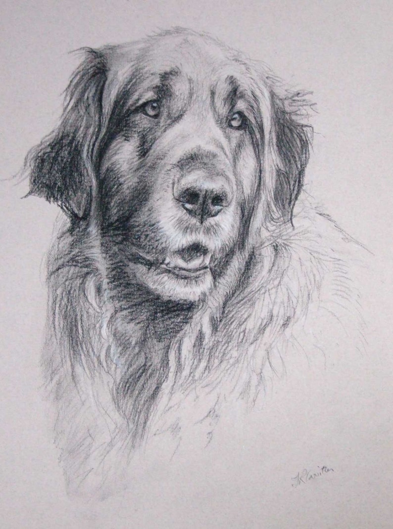 carbon pencil drawing