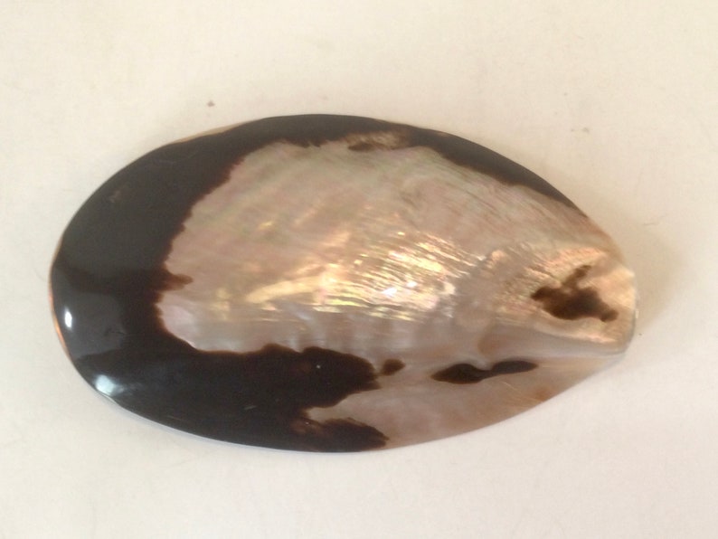 SEASHELL BELT BUCKLE