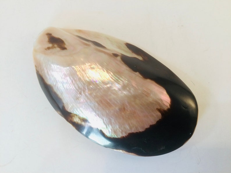 SEASHELL BELT BUCKLE