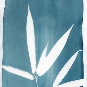 Op de afbeelding: Cyanotype afdruk van een wit silhouet van bamboe bladeren op een blauwe achtergrond.