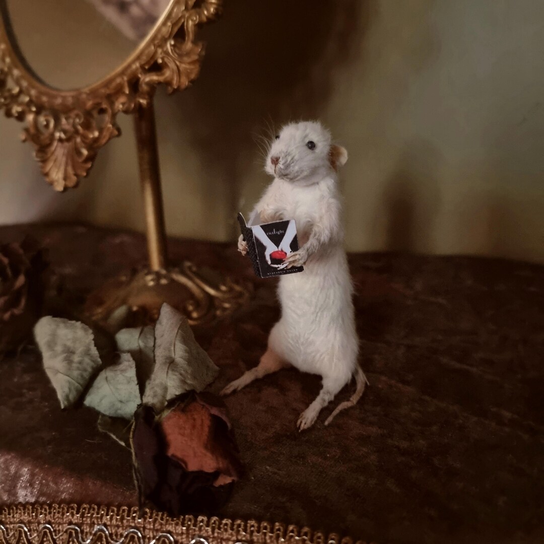 Made to Order Rattie - Taxidermy Rat Reading Twilight - Etsy