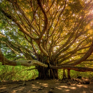 Maui Banyan Tree Sunrise