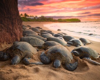 Personalized Turtle Couple Ocean Sea Poster Canvas, The