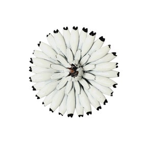 Vintage White Enamel Flower Brooch (A1130)