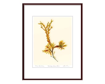 Pressed Seaweed Print, Fucus Vesiculosus, Boothbay Harbor, Maine.  Item #40301 ep.