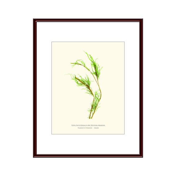 Pressed Seaweed Print, Ulva Intestinalis on Zostera Marina, Falmouth Foreside, Maine.  Item # 24504 ep.