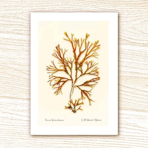 Frameable 5 x 7&quot; Blank Note Card #118, Print of Fucus Vesiculosus, Cliff Island, Maine.