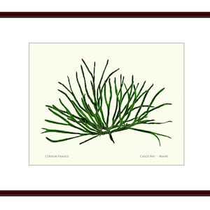 Pressed Seaweed Print, Codium Fragile, Casco Bay, Maine.  Item # 40305ep.