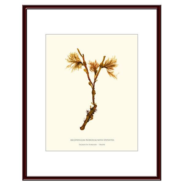 Botanical Art, Pressed Seaweed Print, Ascophyllum Nodosum with Epiphytes, Falmouth Foreside, Maine.    Item# 24309ep.